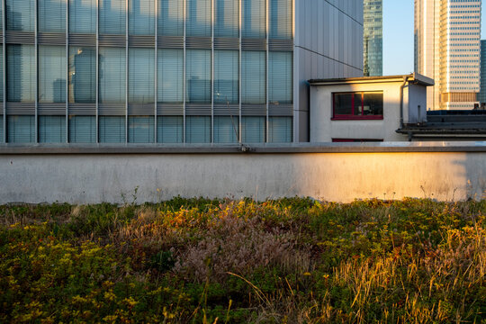 Sunlit urban modern architecture showing building facade with rooftop garden and greenery over grass reflecting sustainable design in a quiet city