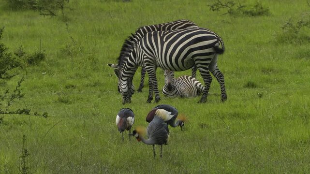 a couple of crested crane in search for food on a lush green African meadow along with its subadult chick. In background three zebras, two adults standing, the young one lying on the ground.