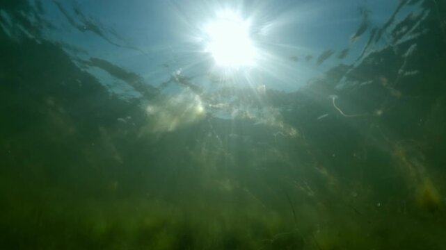 Camera moving forwards above the bottom in shallow water through green filamentous algae growing under surface of water on bright sunny day in sun backlit (Contre-jour) Slow motion