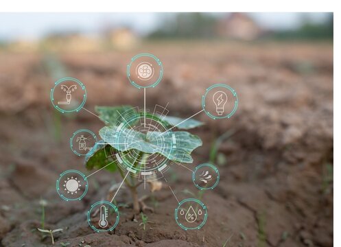Young plant growing in soil with smart farming technology interface, concept of precision agriculture, innovation and sustainable food production.