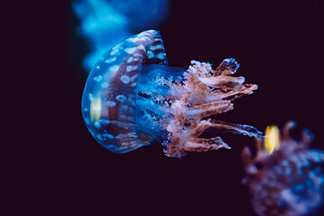 Jellyfish swim and float in dark water at the aquarium during evening hours © Heart in pictures