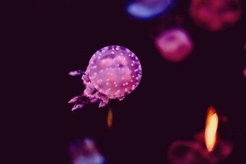Fototapeta premium Jellyfish moving through the water in an aquarium at night