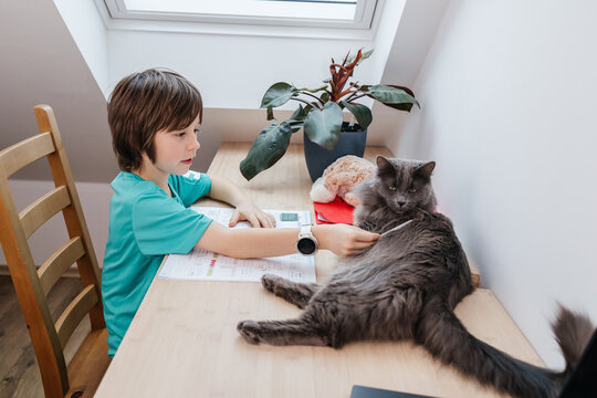 Boy studying at desk indoors while stroking pet cat