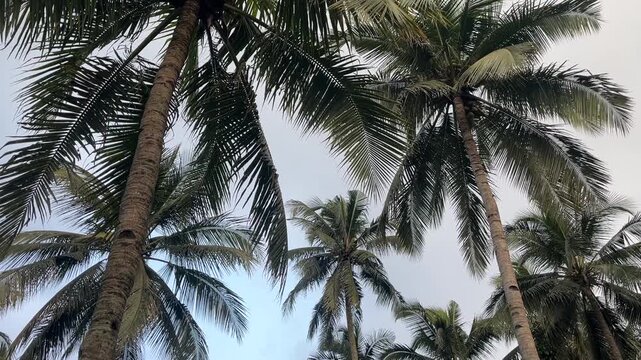Footage of a row of coconut trees with a cloudy sky background in the afternoon