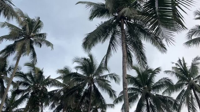Footage of a row of coconut trees with a cloudy sky background in the afternoon