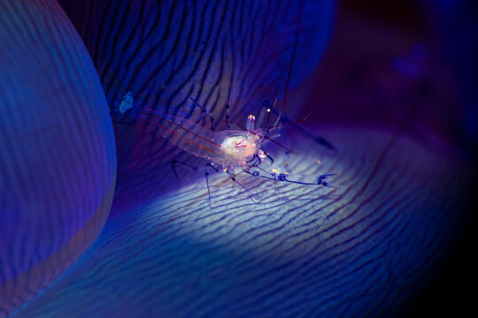 Macro view of shrimp on coral illuminated underwater in Lembeh Strait