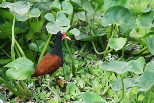 Wattled jacana (Jacana jacana) 