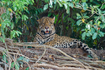 Jaguar (Panthera onca) in the wild © Daniel Jara