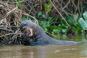 Naklejka premium Giant otter (Pteronura brasiliensis)