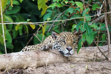 Jaguar (Panthera onca) in the wild © Daniel Jara