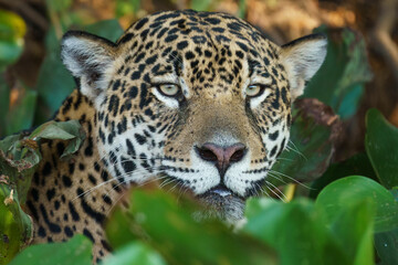 Jaguar (Panthera onca) in the wild © Daniel Jara