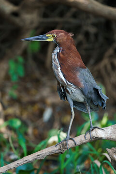 Rufescent tiger heron (Tigrisoma lineatum)