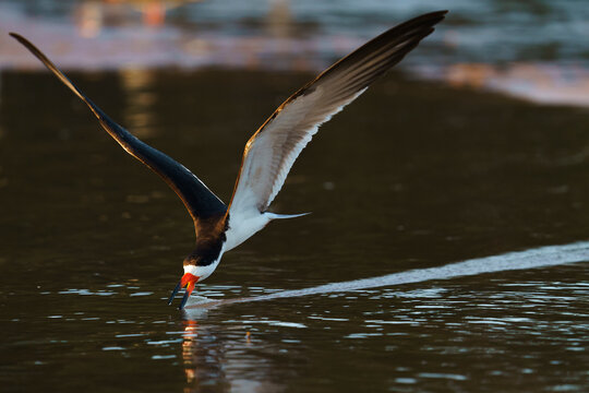 Black skimmer (Rynchops niger)