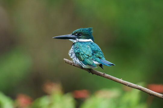 Amazon kingfisher (Chloroceryle amazona)