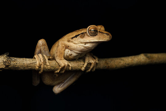 Chaco tree frog (Boana raniceps)