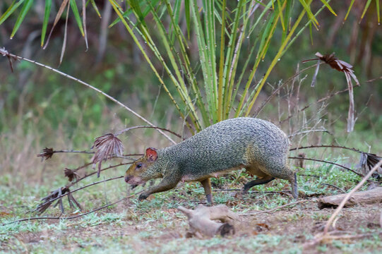 Azara's agouti (Dasyprocta azarae)