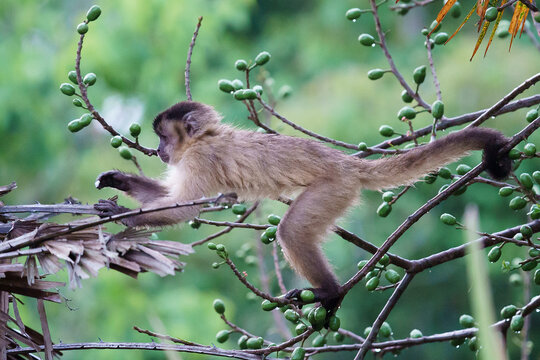 Azaras's capuchin or hooded capuchin (Sapajus cay)