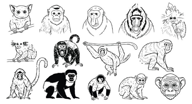 Detailed monkey and ape illustrations set with different primate breeds in hand drawn vintage line art style.