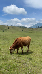 Naklejka premium cow in the field