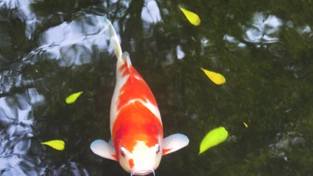 Aquarium fish at the Vietnamese bazaar. Goldfish Koi carp predominate