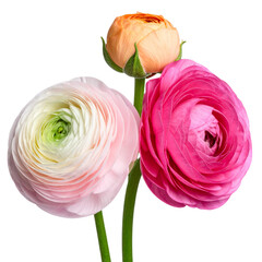 Fototapeta premium Beautiful flowers on a white background.