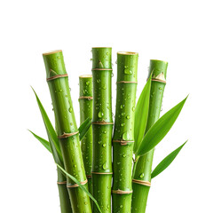 Fototapeta premium Natural green bamboo stalks with lush green leaves against a white background.