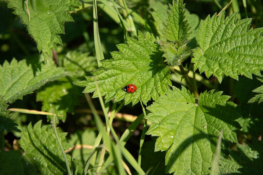 Coccinelle sur une feuille d'ortie au soleil, format paysage