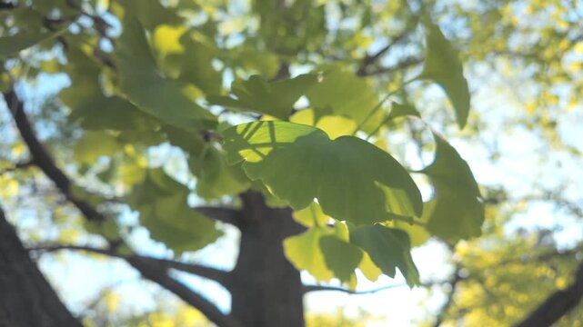 Bottom view of green leaves of Maidenhair Tree, Ginkgo biloba swaying in the wind on a sunny day, sunlight passing through the foliage against a blue sky with sun background, backlit, close-up