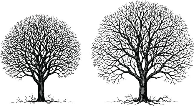 Two leafless tree silhouettes with intricate branching patterns, vector illustration of natural design, flat vector illustration