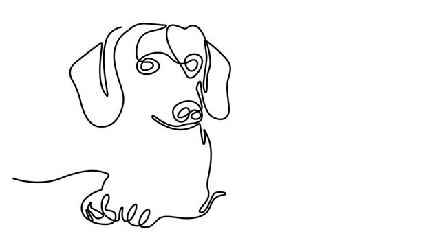 Dachshund dog minimalist single line drawing animation. Purebred dog mascot concept for pedigree friendly pet icon. Full length single line animation. 4k video
