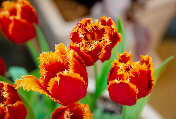 Davenport tulips with beautiful buds. Flora, botany, floristry, agriculture.