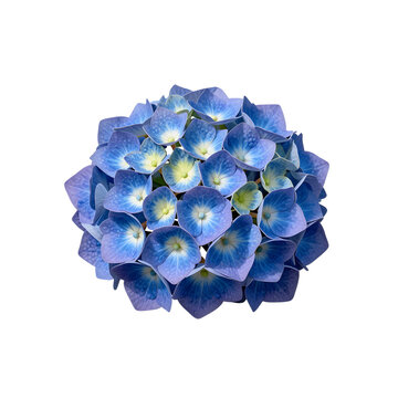 Close up of a blue hydrangea flower head in full bloom on a white background