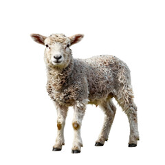 Fototapeta premium Front view of a fluffy lamb standing on a white background