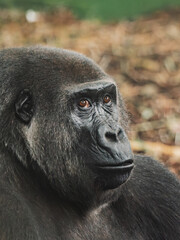 Obraz premium Gorilla sitting quietly at the zoo observing visitors and surroundings