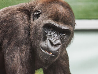 Obraz premium Gorilla rests and looks at camera in a zoo habitat during the day