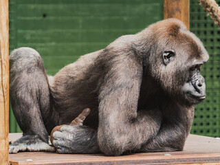 Gorilla sitting and resting on a wooden platform at the zoo