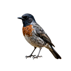Fototapeta premium Detailed illustration of a european stonechat perching on a white backdrop in profile view