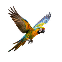 Fototapeta premium Vibrant blue and gold macaw soaring through the air with wings spread wide