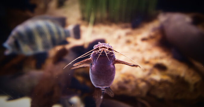 African Sharptooth Catfish Swimming In Aquarium. Clarias Gariepinus Is Species Of Catfish Of Family Clariidae. Airbreathing Catfish