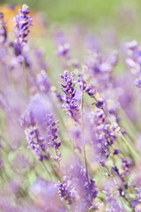 Obraz premium Close-up of blooming lavender flowers in soft natural light