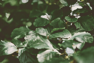 Parrotia foliage in soft natural light with deep green tones