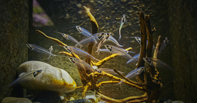 Catfish In Zoo Aquarium. Many Catfishes Float In Aquarium. Kryptopterus Vitreolus Known Commonly As Glass Cat, Ghost Catfish Or Phantom Catfish. Glass Catfish Are Endemic To Thailand