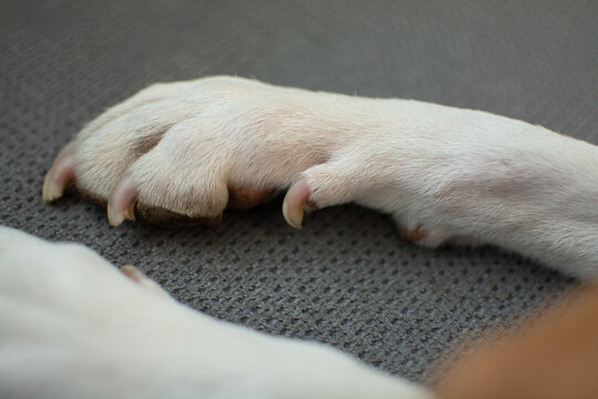 Close-up of a Basenji dog paw with overgrown nails, especially the dew claw, on grey sofa background