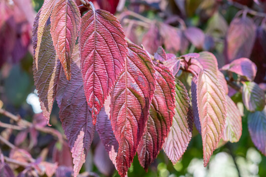 Viburnum plicatum Japan-Schneeball Detail Herbstf&auml;rbung