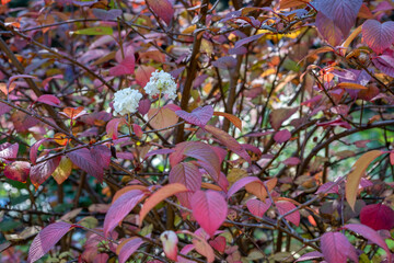 Viburnum plicatum Japan-Schneeball Detail Herbstfärbung