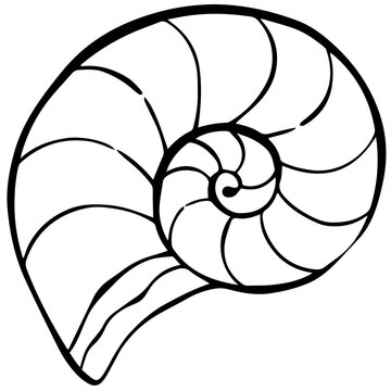 Nautilus Shell Spiral Line Art &ndash; Minimalist Seashell Outline Illustration