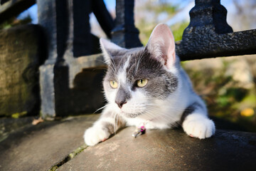 A grey and white cat with yellow eyes crawls under an iron rail in the sun © Matt