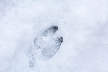 Footprint of a wild boar in the snow close-up. Wild animal footprint in snow.