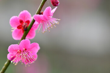 Fototapeta premium Pink Plum Blossoms with Dew Drops in Soft Focus Macro Photography