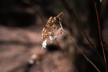 冬の森で立ち枯れたアジサイのドライフラワー / Dried hydrangea flowers standing...